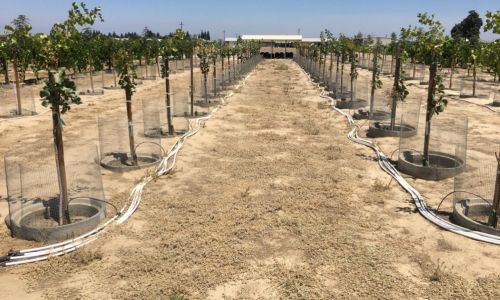 california-pistachio-salinity-research-lysimeters ایستگاه تحقیقاتی لایسیمتر در کالیفرنیا برای بررسی اثر شوری، بور و سدیم بر درختان پسته