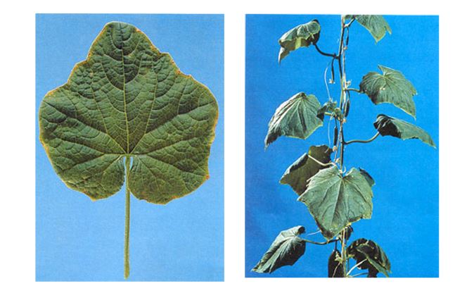 plant_symptoms