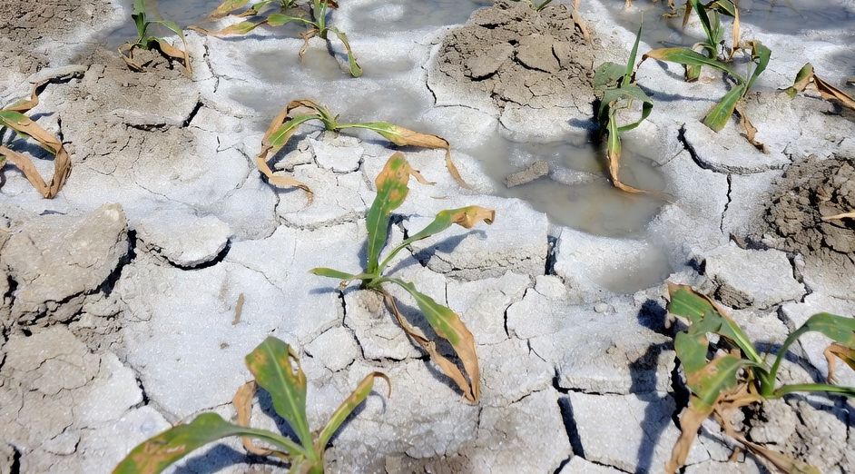 soil-salinity-effect-on-crops تأثیر شوری خاک بر کاهش رشد گیاهان و زرد شدن برگها به دلیل غلظت بالای نمک و سدیم