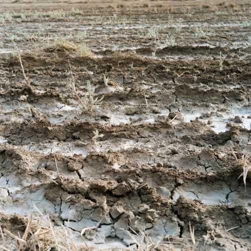 white-salt-crust-on-soil-surface نمایی از سفیدک زدن سطح خاک و تشکیل لایه نمکی سفید به دلیل تبخیر بالا و آب و هوای خشک